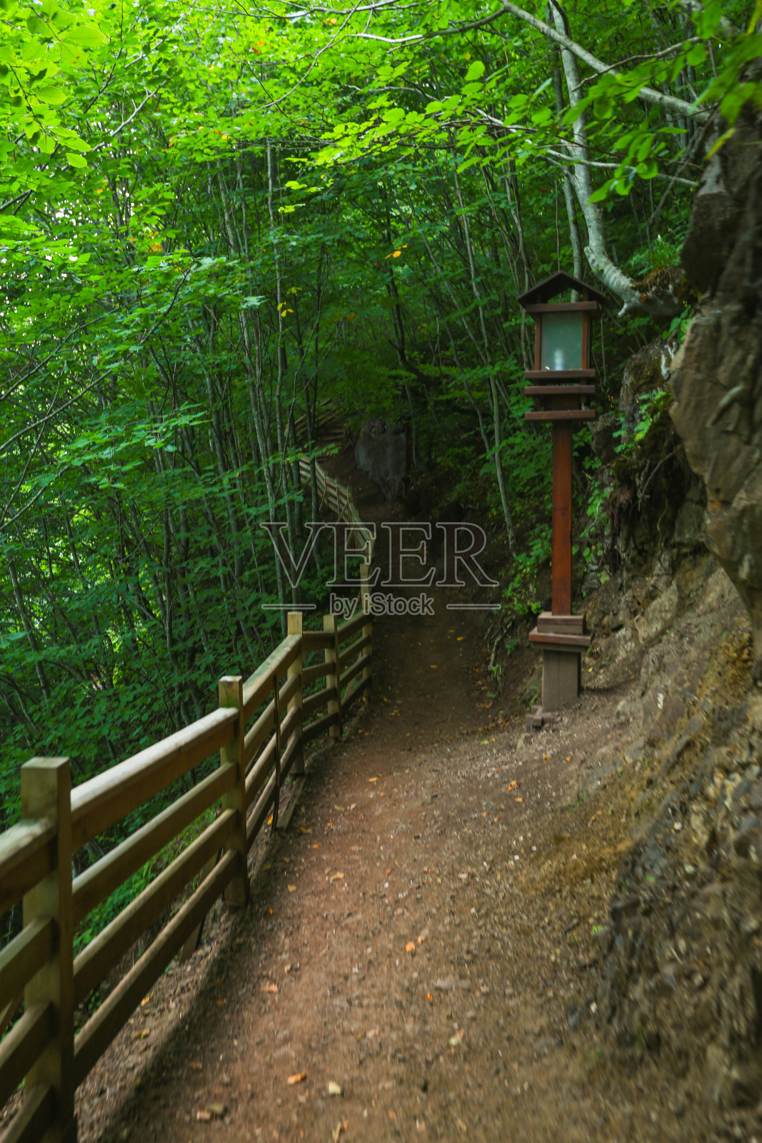 森林地区树木间的步道照片摄影图片