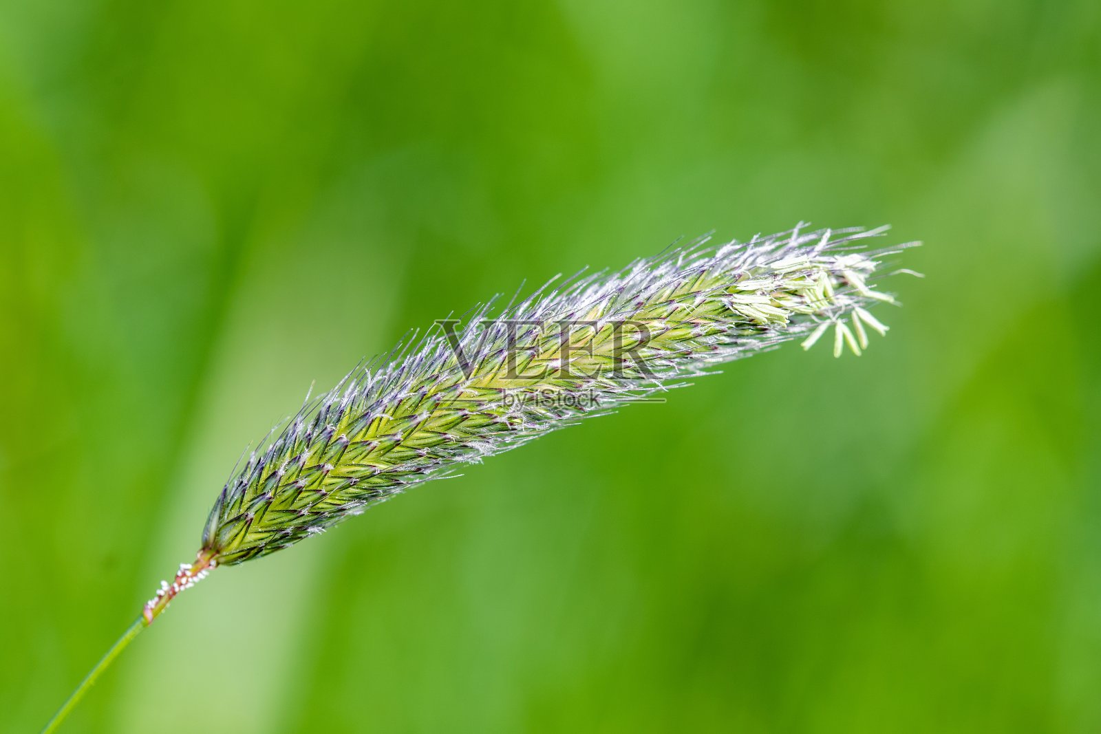 美丽植物的惊人特写镜头照片摄影图片