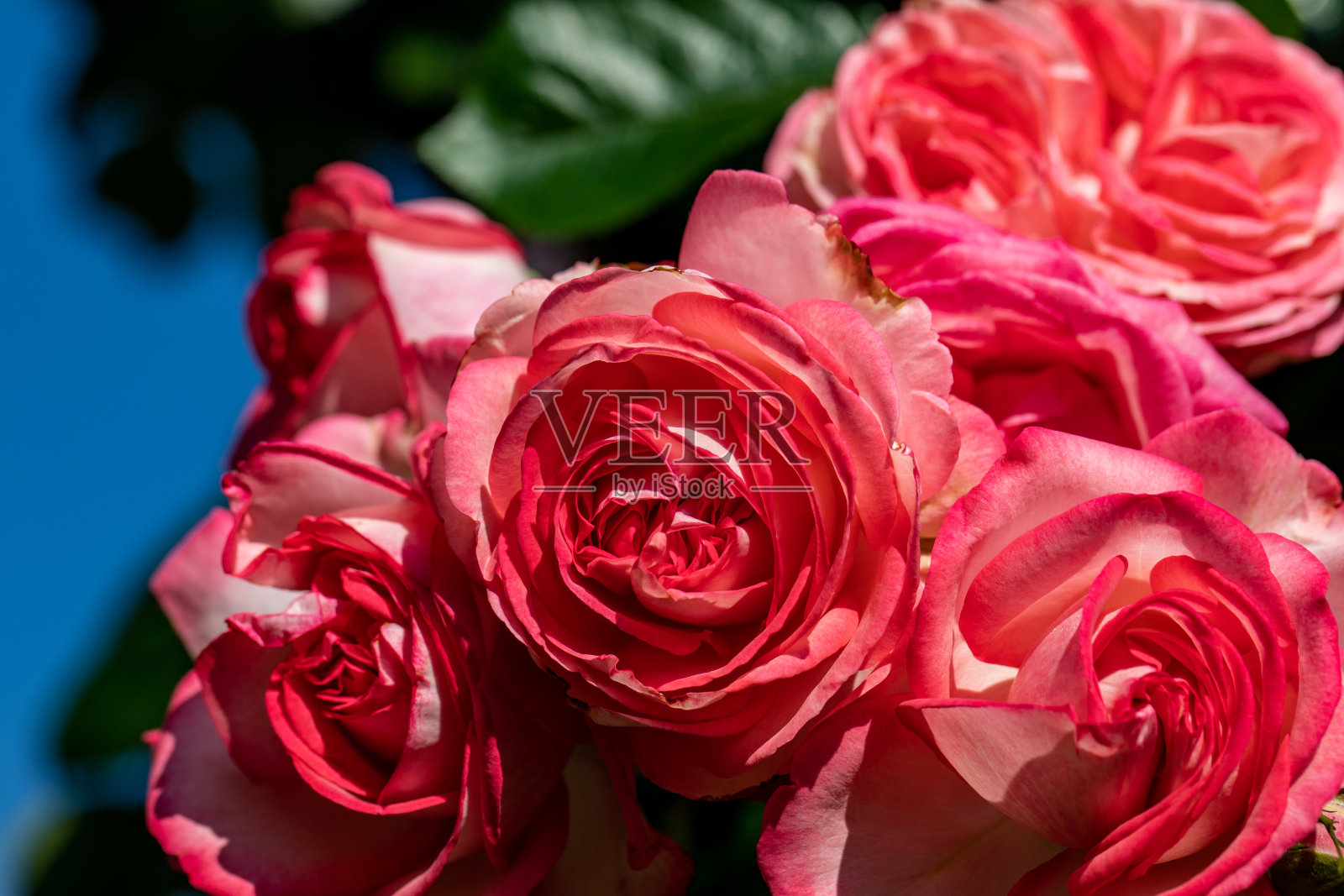 红玫瑰花在花园里的树枝上照片摄影图片