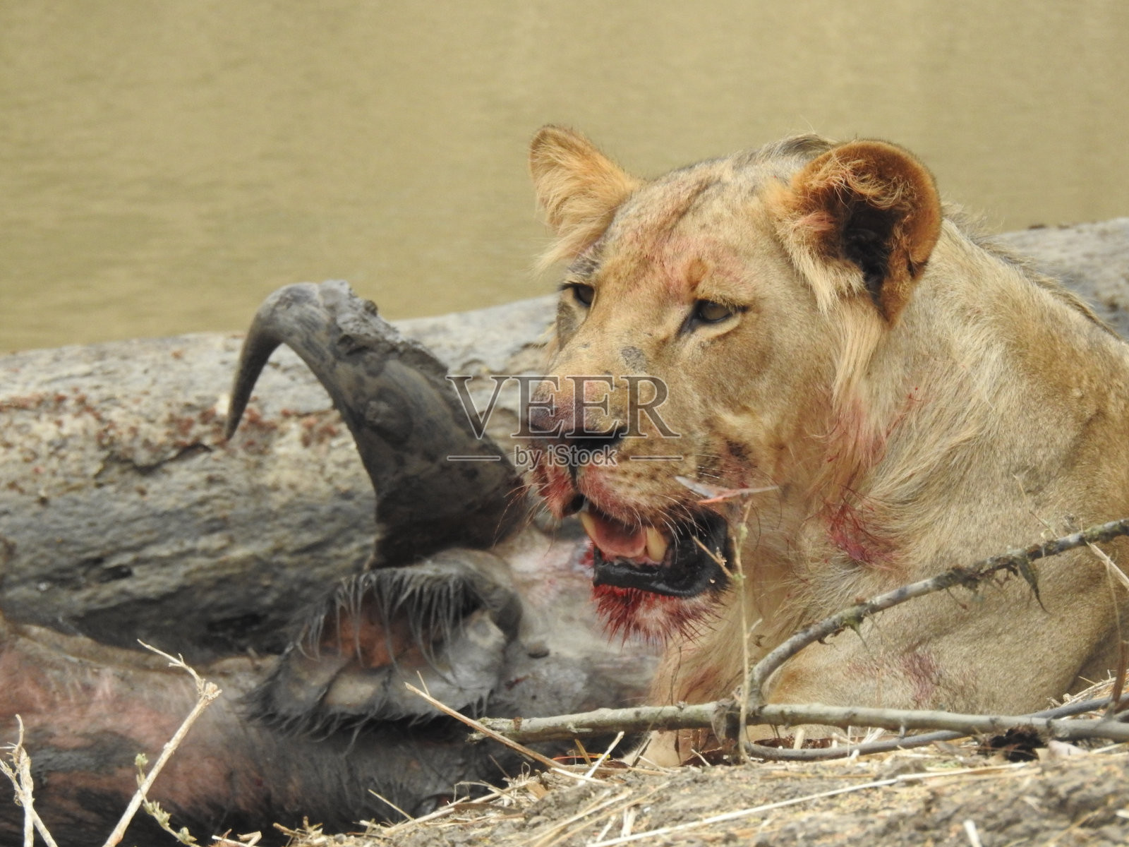 年轻的雄狮照片摄影图片