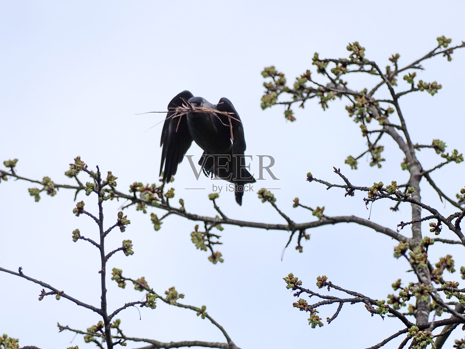 乌鸦在飞行中照片摄影图片
