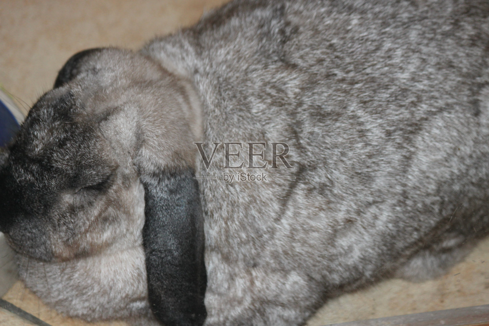 兔子照片摄影图片