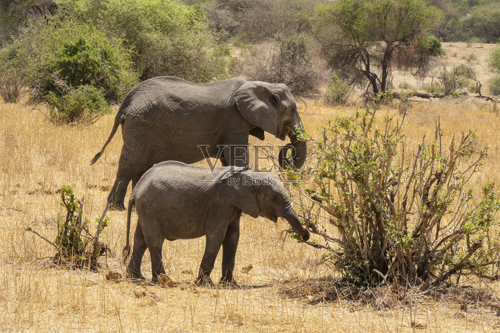 大象在坦桑尼亚照片摄影图片