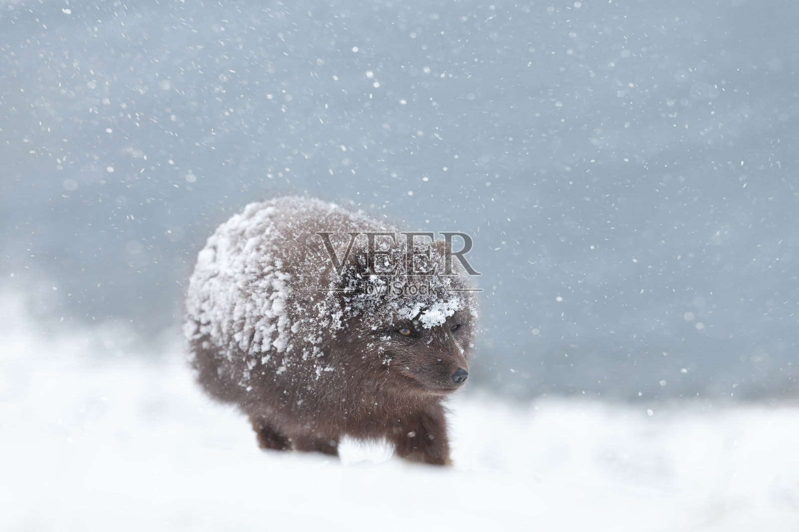 雪花中一只北极狐的特写照片摄影图片