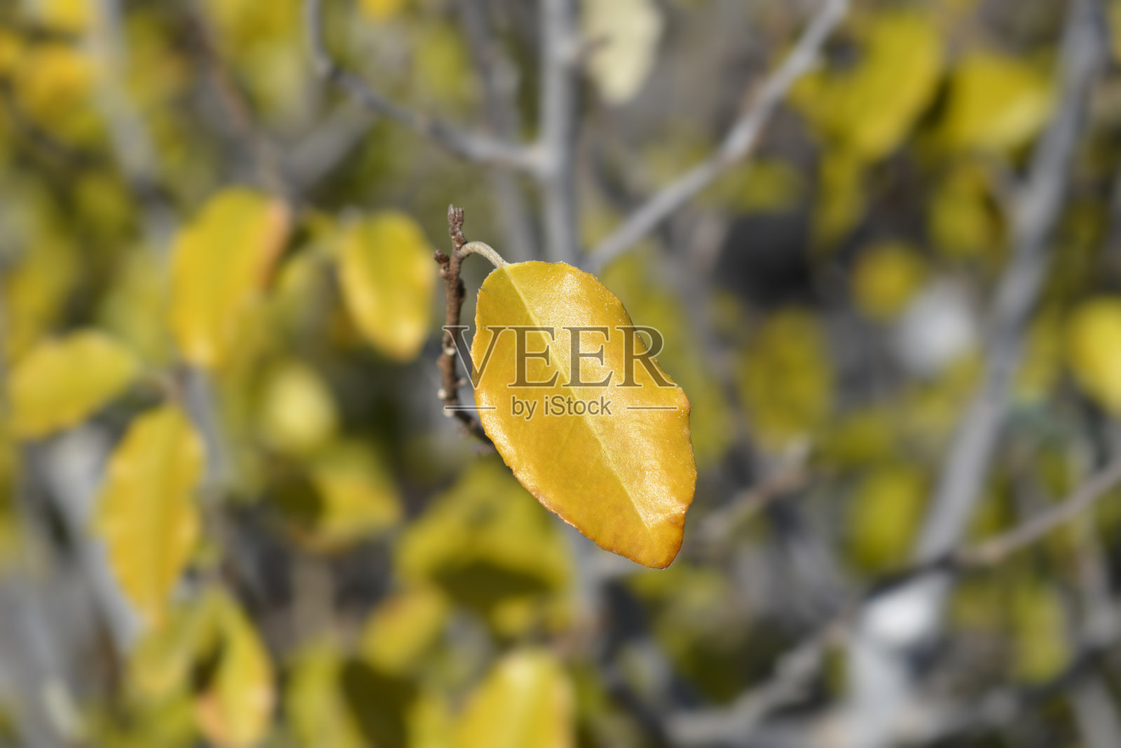 艾宾格的银莓照片摄影图片