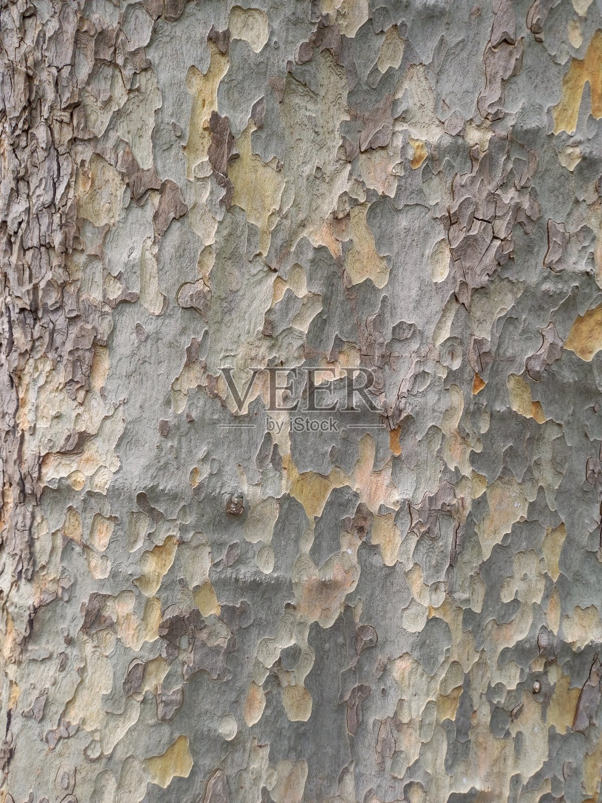 平面树皮细节纹理照片摄影图片