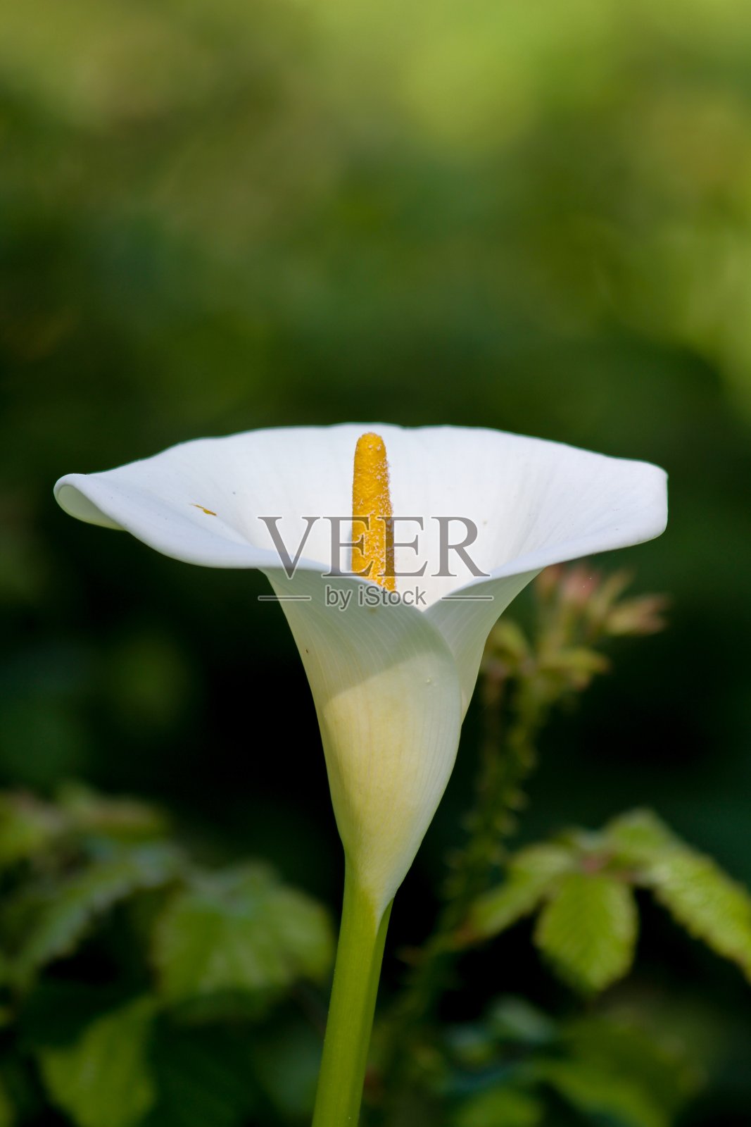 垂直选择性聚焦拍摄的白色魔芋百合花照片摄影图片