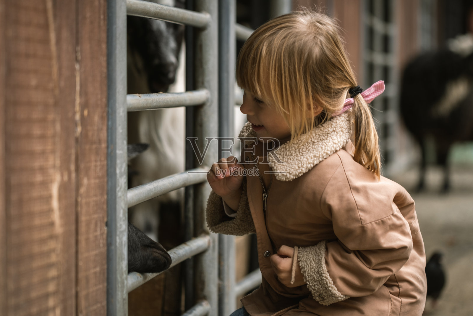 快乐的白人小女孩透过农场围场的栅栏抚摸山羊照片摄影图片