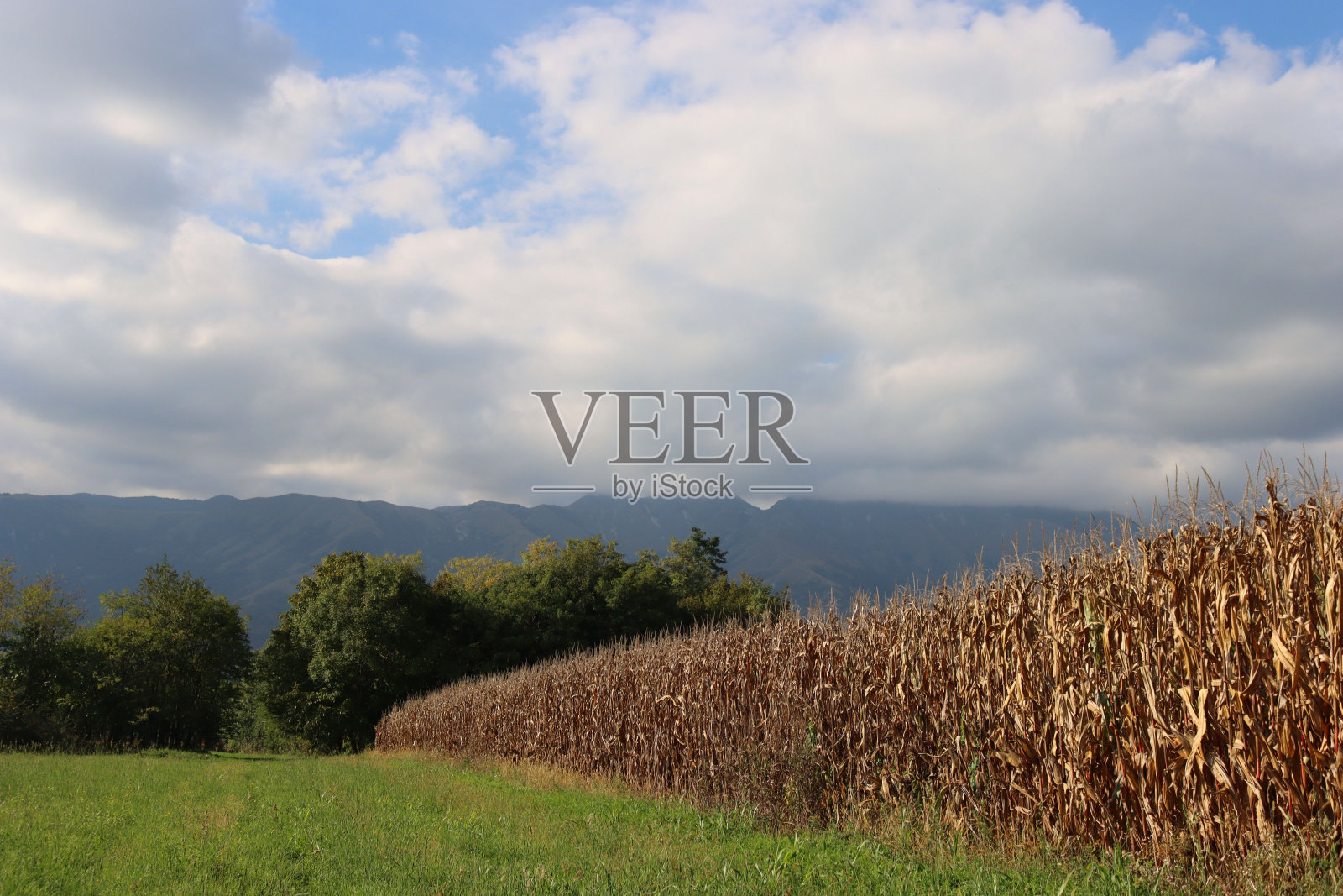 意大利的玉米地景观，成熟的玉米棒准备收割照片摄影图片