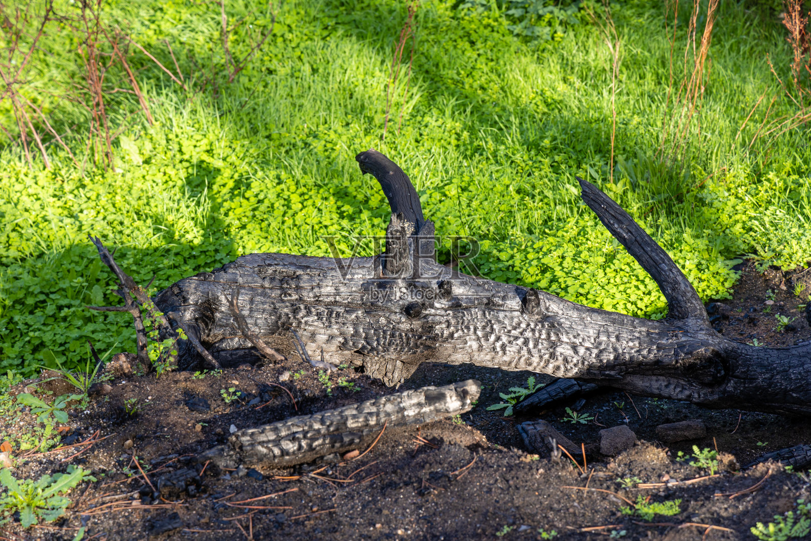 西班牙阿维拉省的霍约·德·皮纳雷斯镇在最近的火灾后被烧毁的景观照片摄影图片