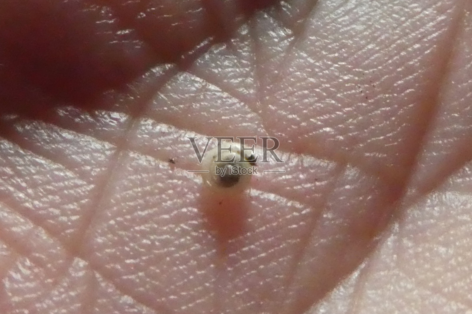 手掌里的小蜗牛照片摄影图片