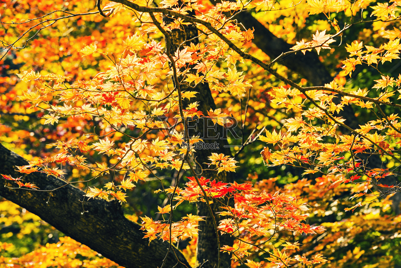 秋天的枫叶照片摄影图片