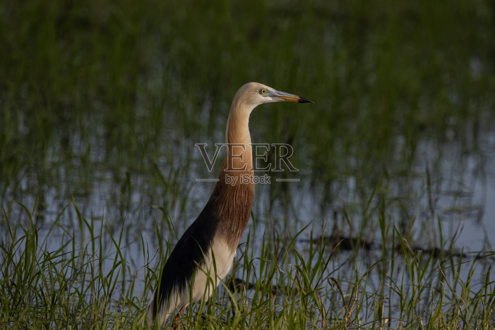 中国池鹭(Ardeola bacchus)动物肖像。照片摄影图片
