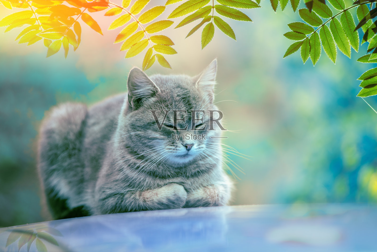 一只可爱的灰猫睡在花楸花园的车顶上照片摄影图片