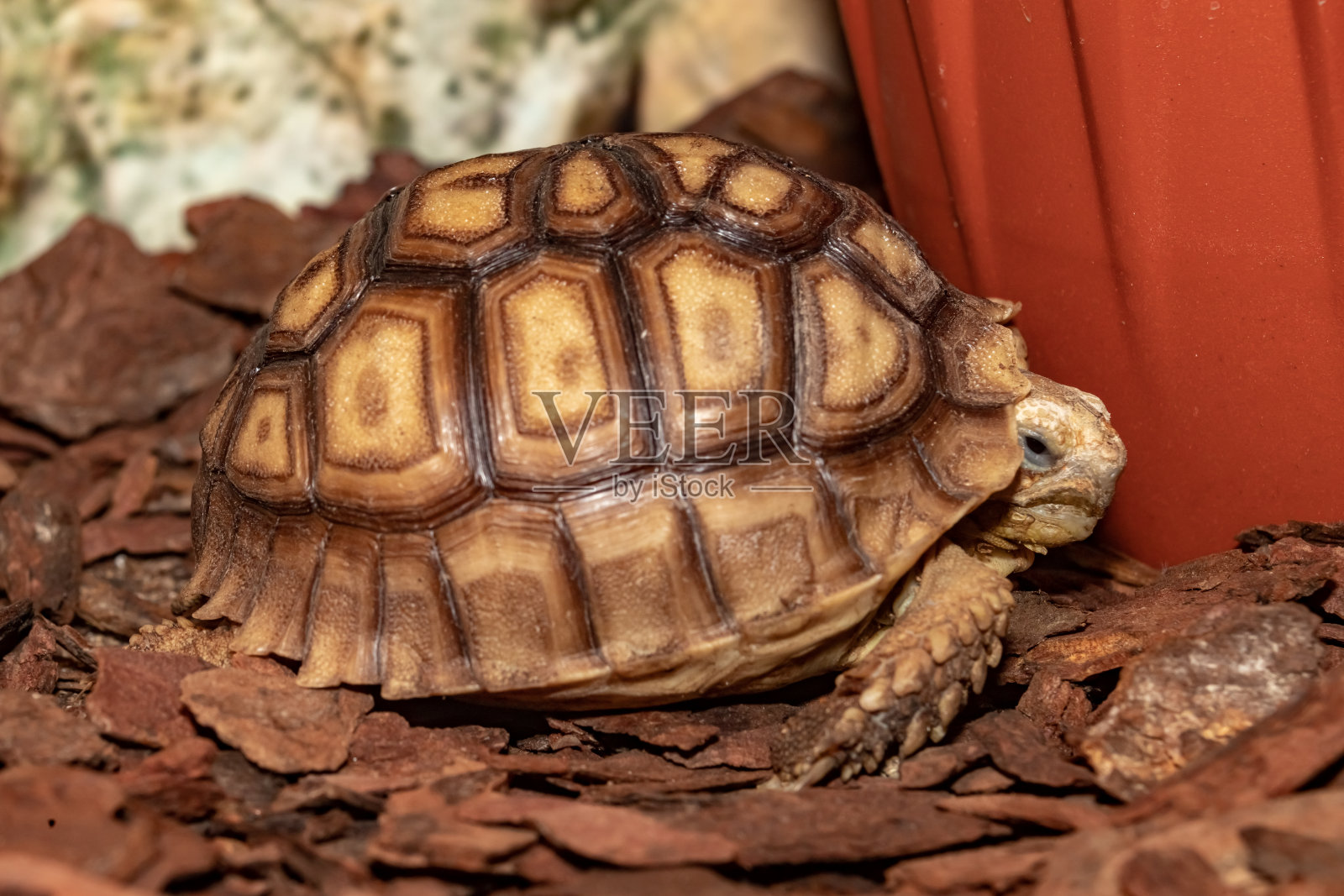 Spur-bearing龟。Centrochelys sulcata。照片摄影图片
