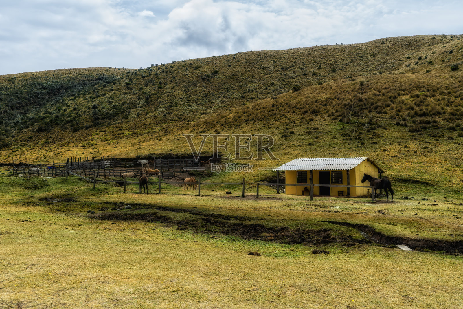 厄瓜多尔科多帕希国家公园的马照片摄影图片