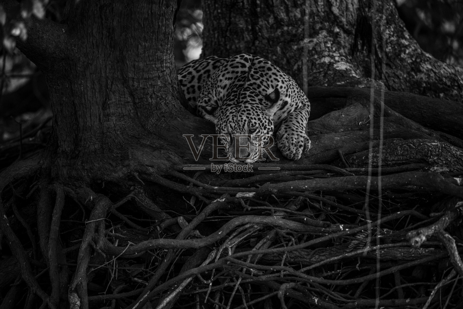 一只美洲虎躺在一棵大树的树根上照片摄影图片