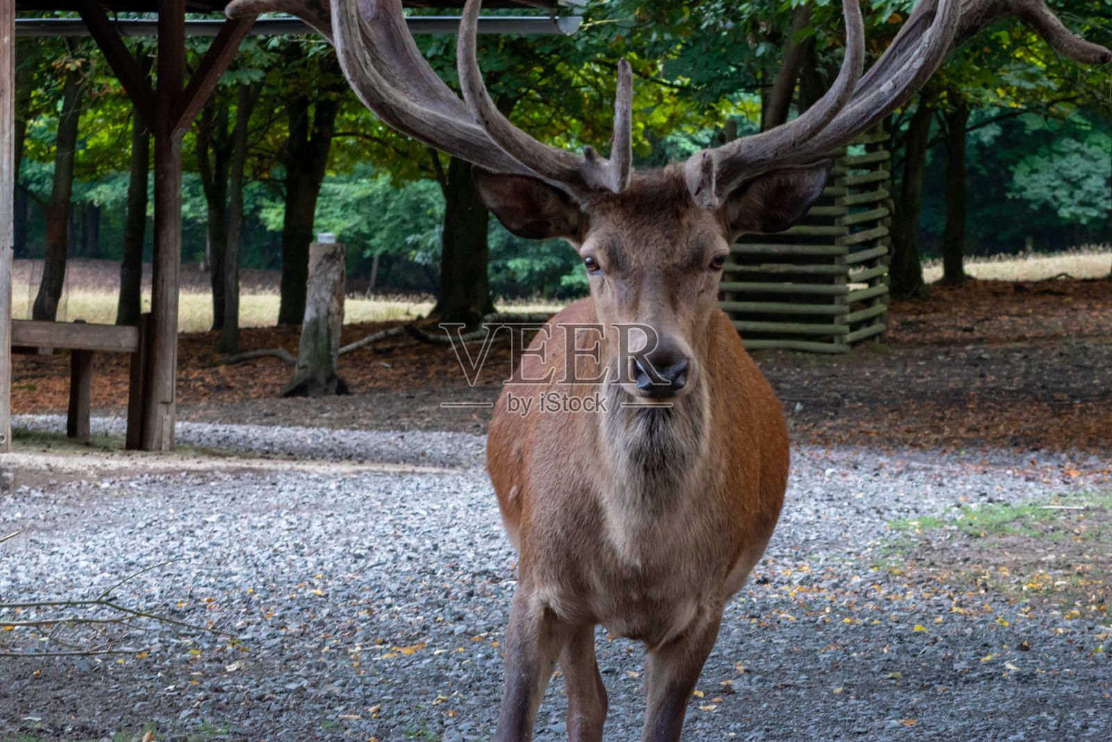 白天田野里鹿的美丽照片照片摄影图片