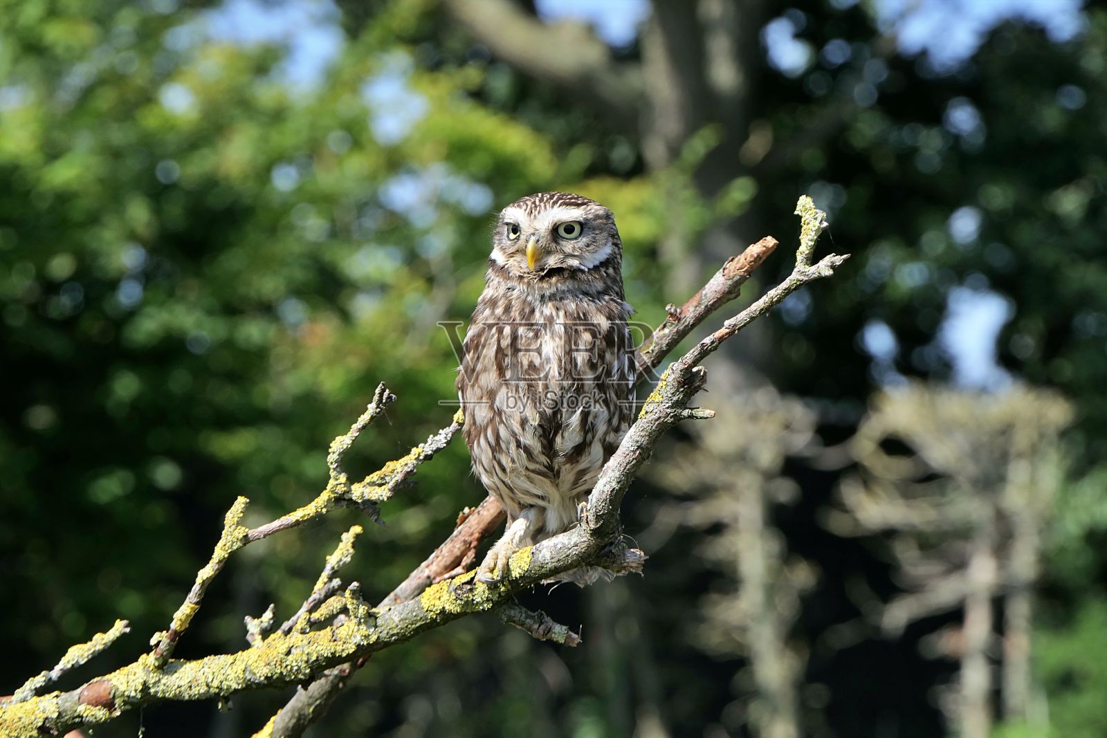一只可爱的小猫头鹰鸟栖息在树枝上的选择性聚焦镜头照片摄影图片