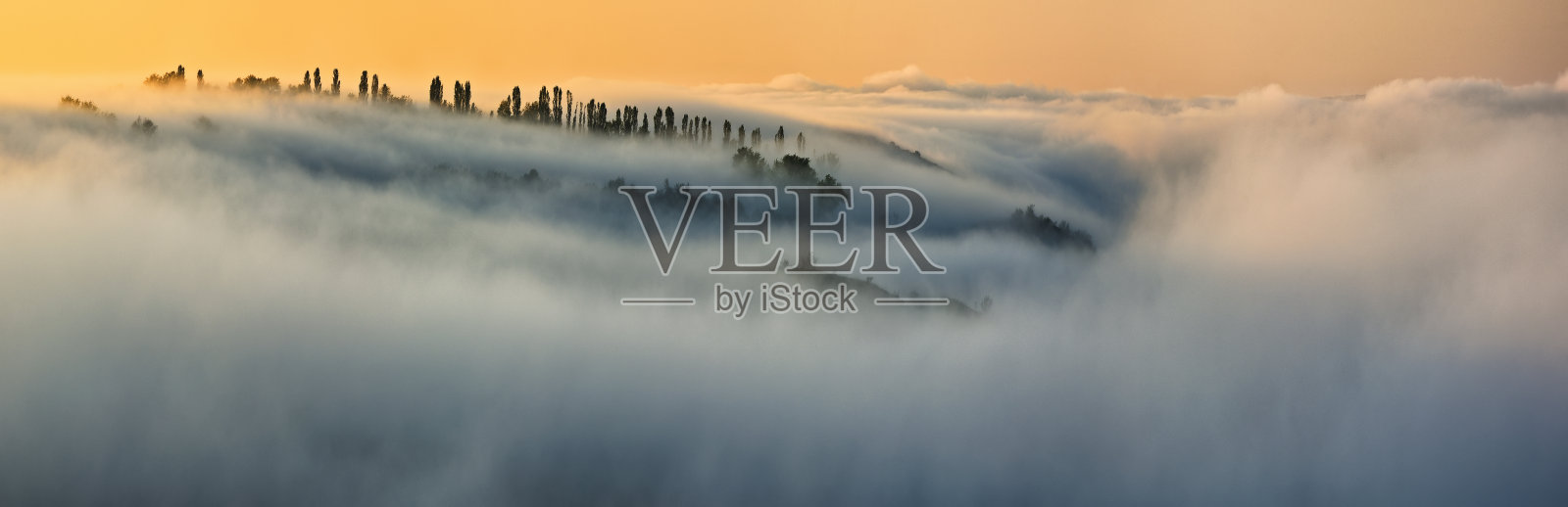 雾中的树。秋天的早晨。乌克兰的性质照片摄影图片