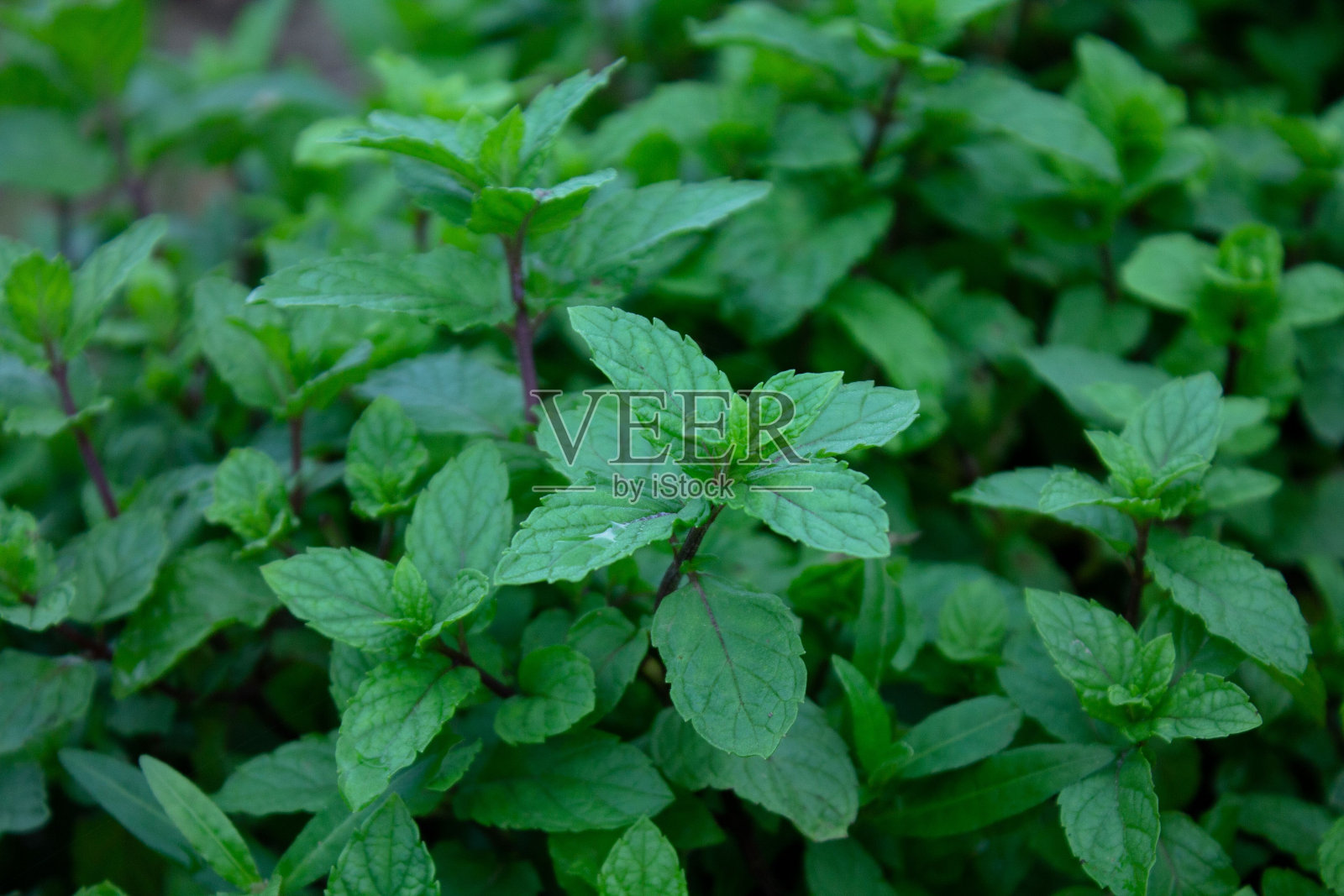 在田野上生长的绿色薄荷植物的特写镜头照片摄影图片