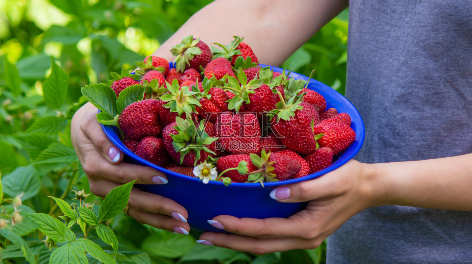 农家女孩手里拿着刚摘下来的草莓。有选择性的重点。照片摄影图片