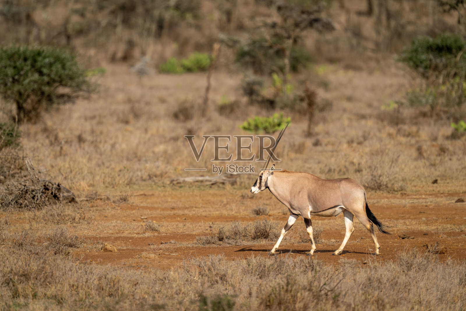 Gemsbok穿过干燥的大草原，经过树木照片摄影图片