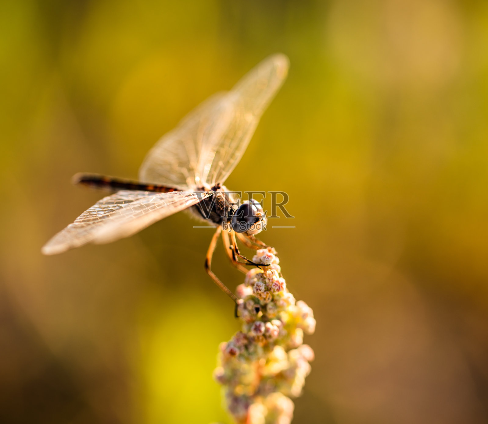 一只蜻蜓停在树枝上照片摄影图片