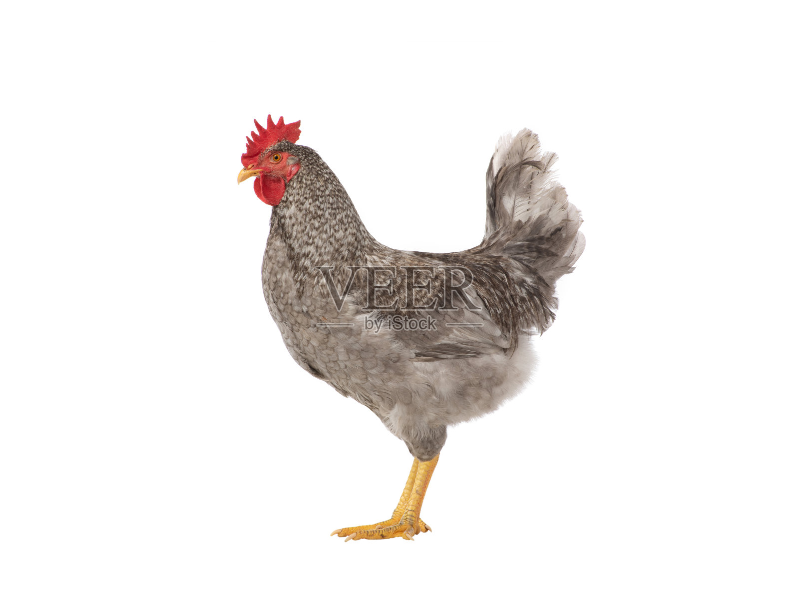 白色背景上孤立的灰色公鸡照片摄影图片