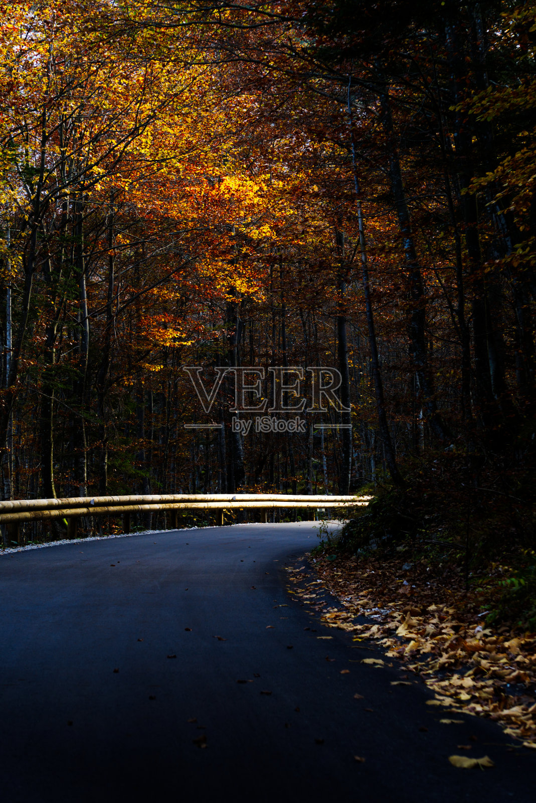 阿尔卑斯山山顶下森林里美丽的秋色照片摄影图片