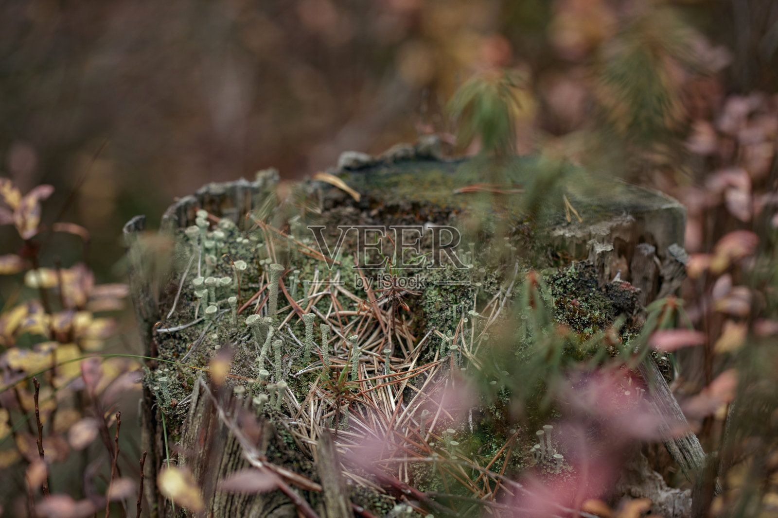森林里长满青苔的树桩上的一群绿色的小蘑菇。秋天的森林背景照片摄影图片