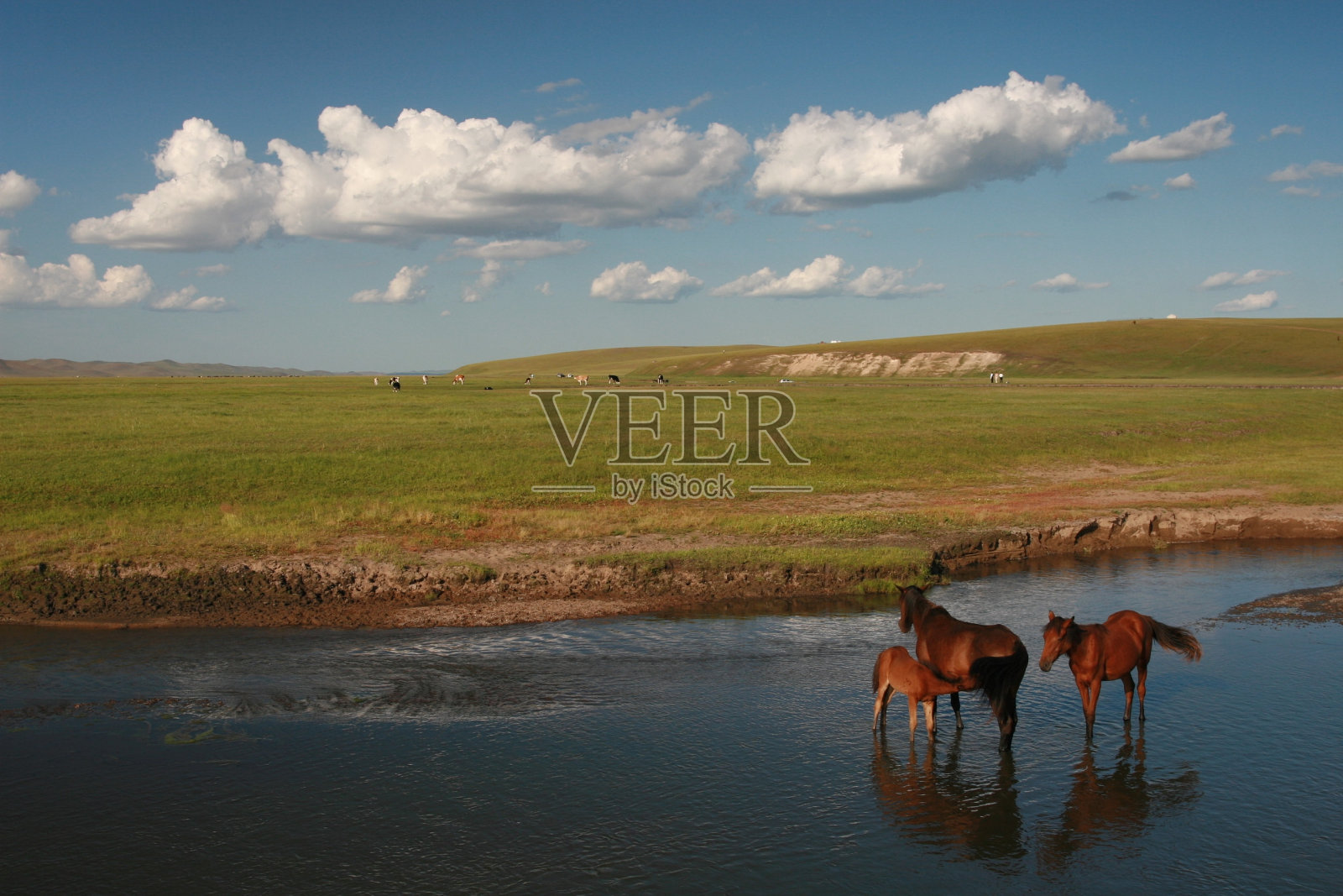 内蒙古草原湖中的一群马照片摄影图片