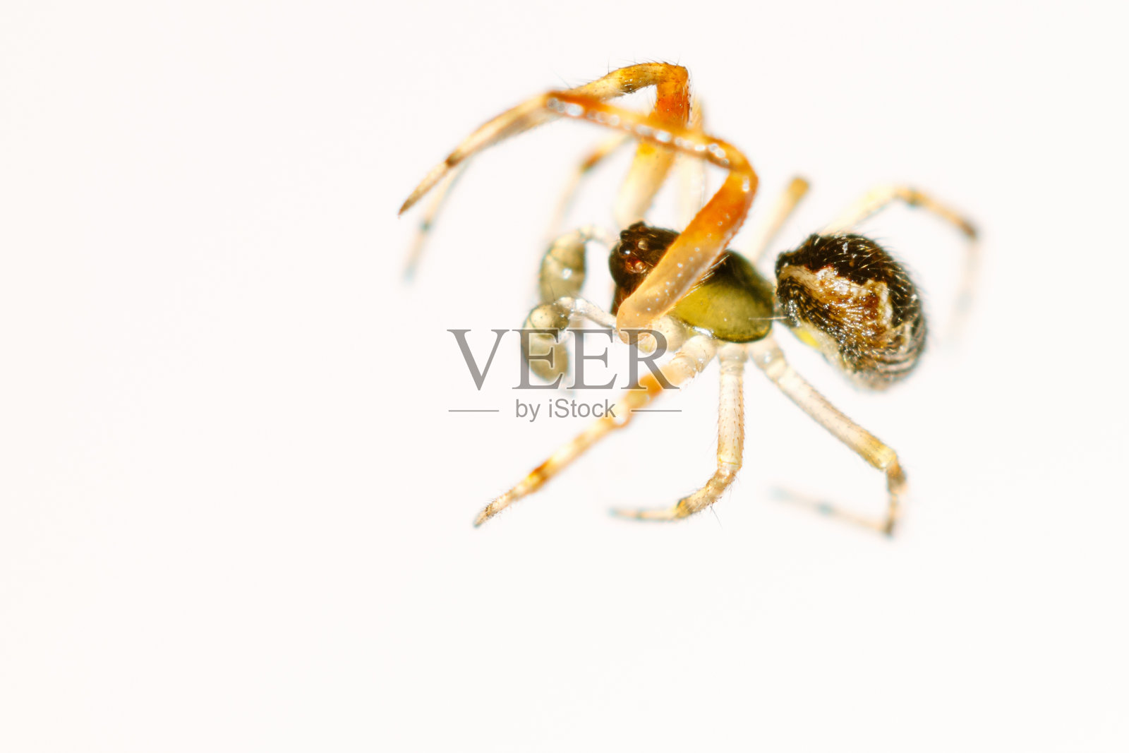 蜘蛛准备在白色背景后攻击照片摄影图片