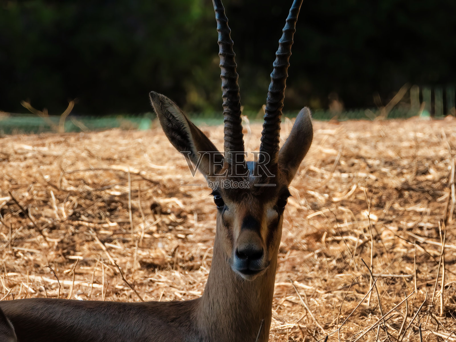 阳光明媚的天气里，动物园里可爱的长角非洲瞪羚正盯着相机照片摄影图片