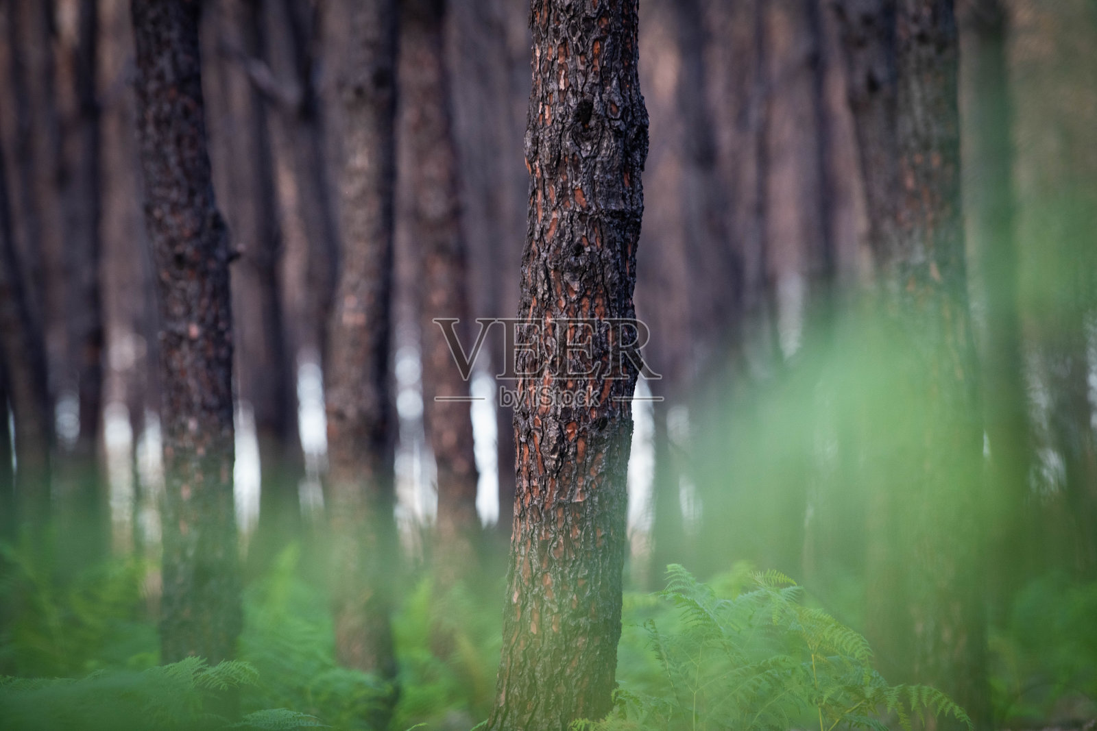 法国大规模火灾后的松林，被烧毁的森林景观，火灾后的死林，森林火灾后新的绿色植被照片摄影图片