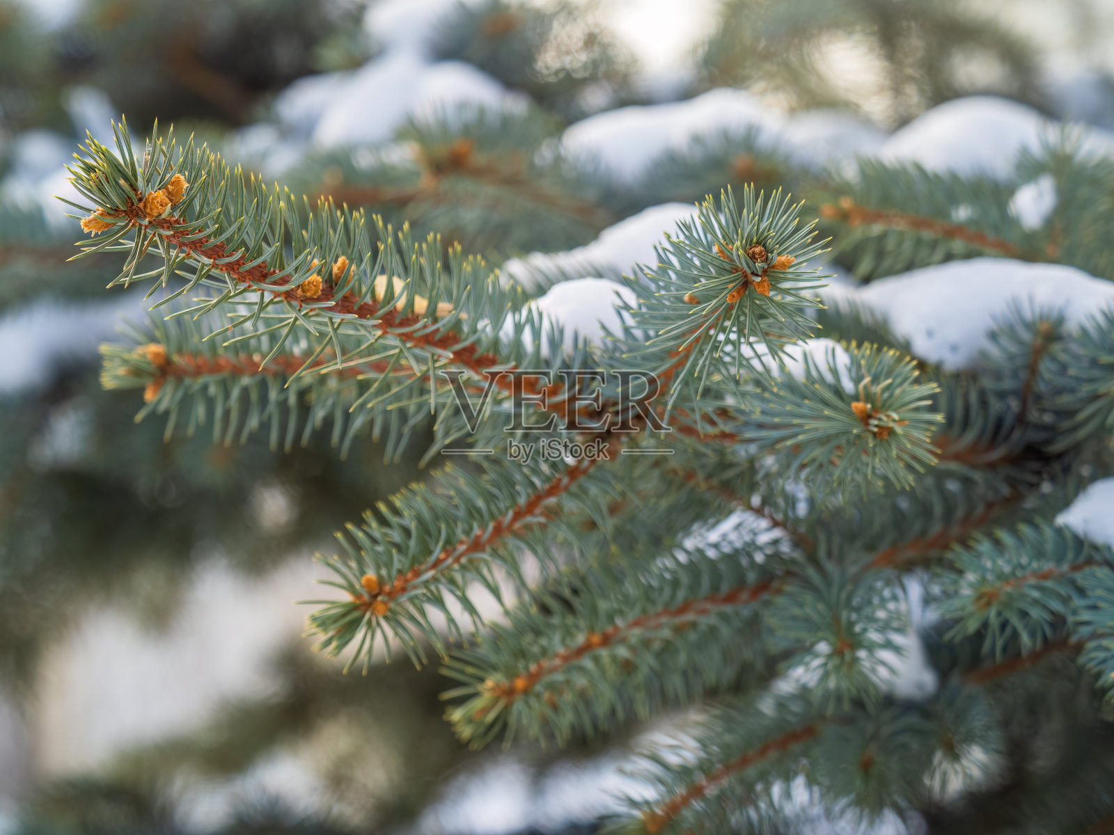 绿色的冷杉树枝在冬天被雪覆盖照片摄影图片