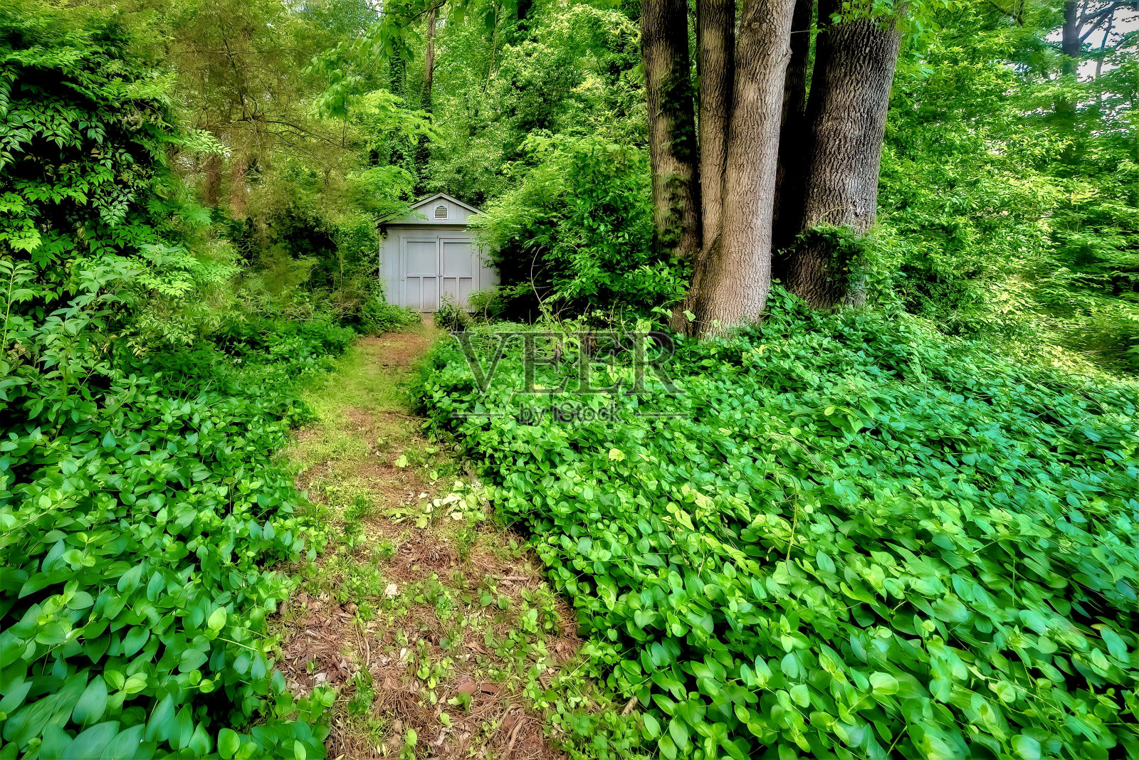 美丽的特写镜头的森林和绿色植物-完美的背景照片摄影图片