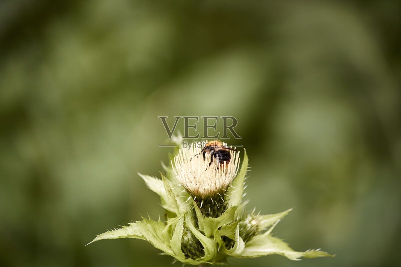 一只蜜蜂为一朵白蓟花授粉的特写镜头照片摄影图片