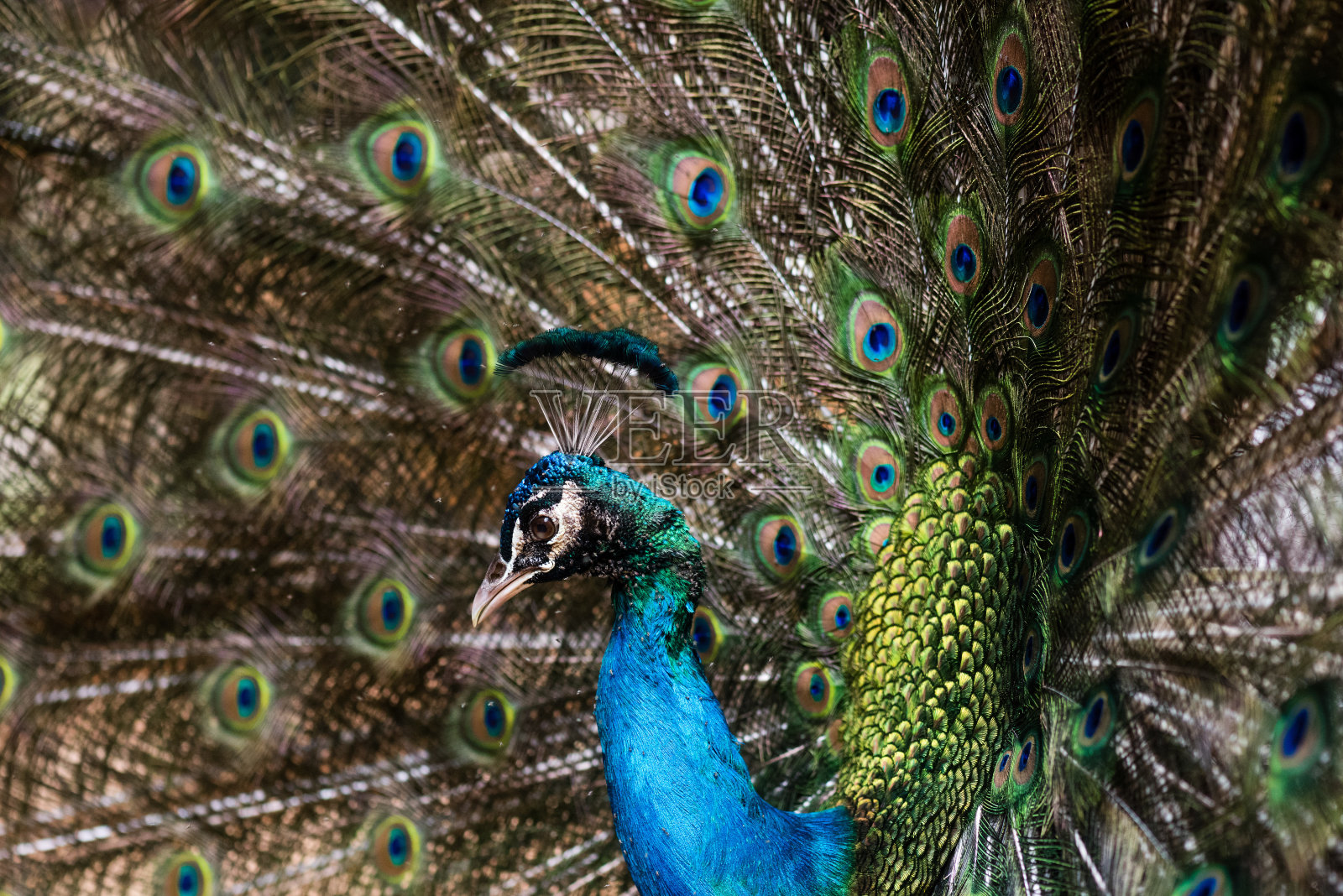 美丽的雄孔雀，羽毛张开照片摄影图片