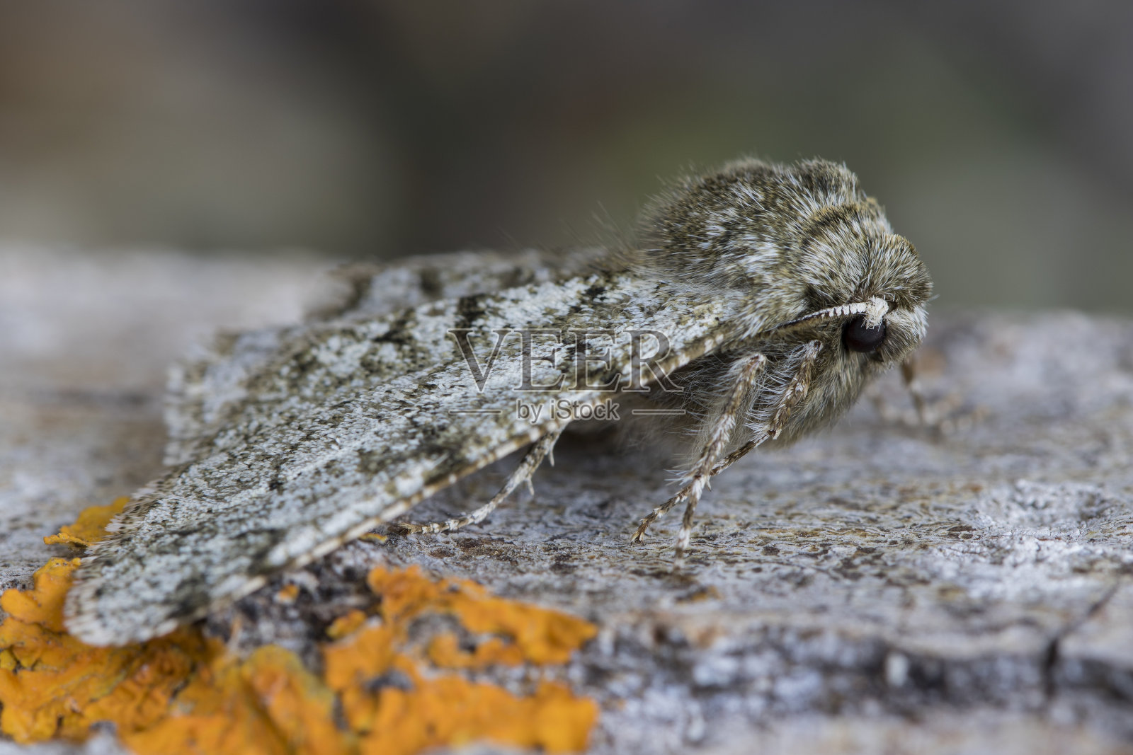 阳光下岩石上的波cheima特写，背景模糊照片摄影图片