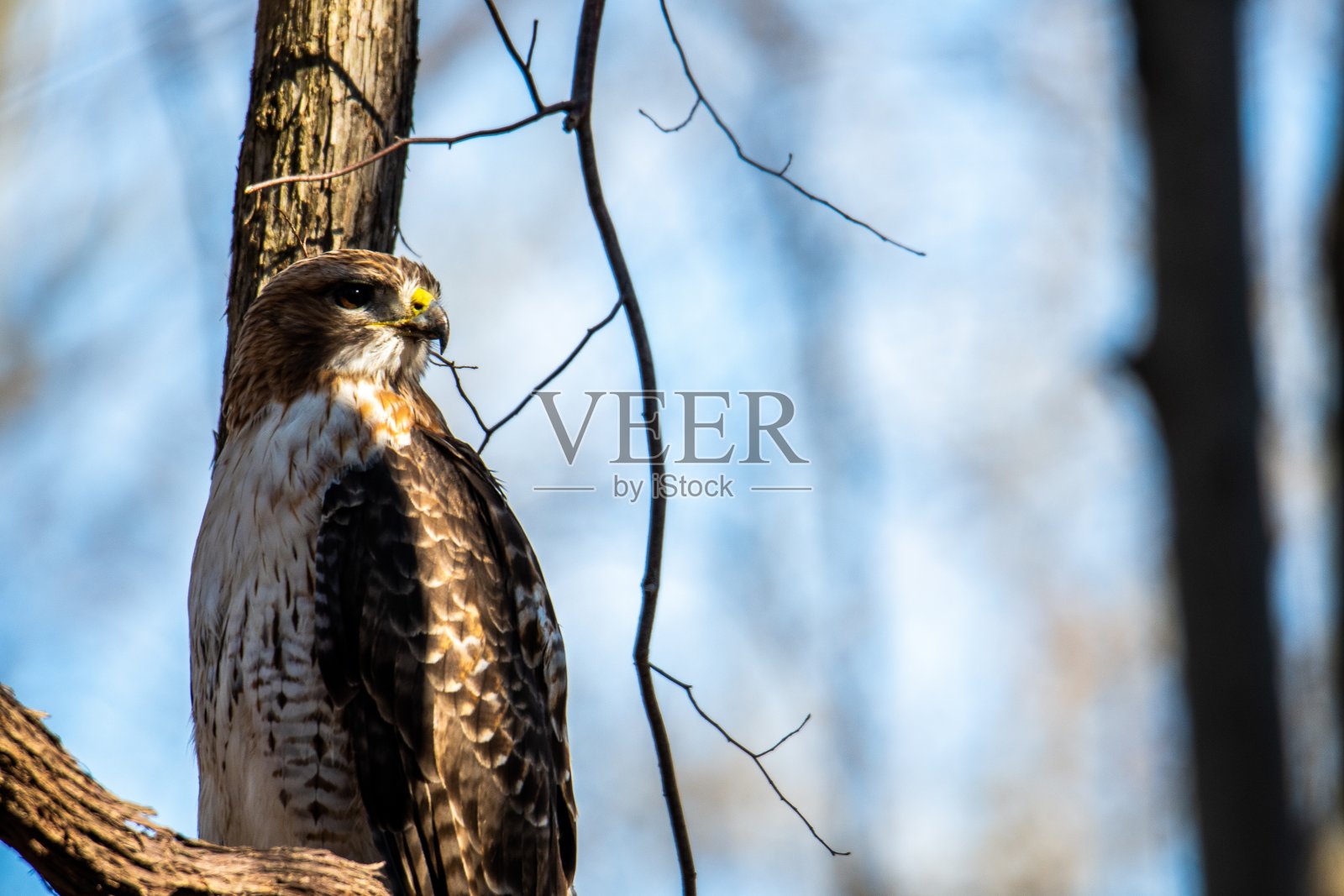 一只鹰的特写选择性聚焦镜头照片摄影图片