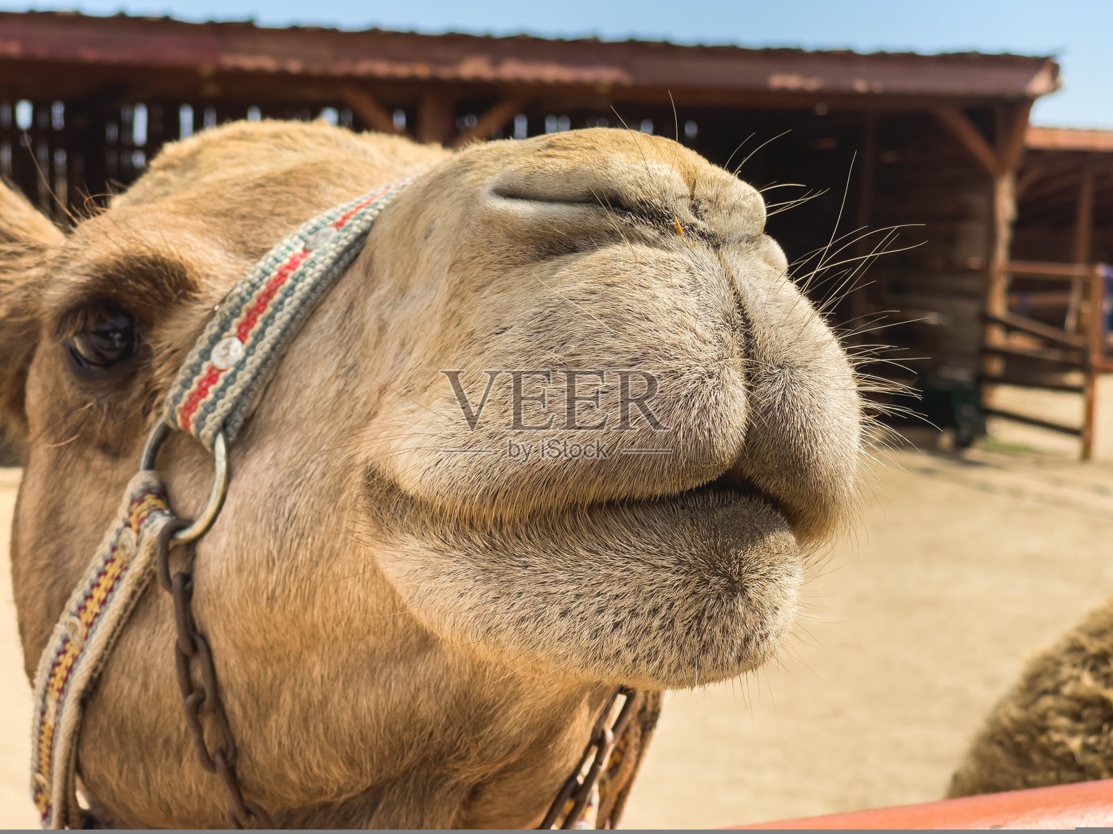 骆驼的特写肖像。好奇的野兽摆姿势拍照。照片摄影图片