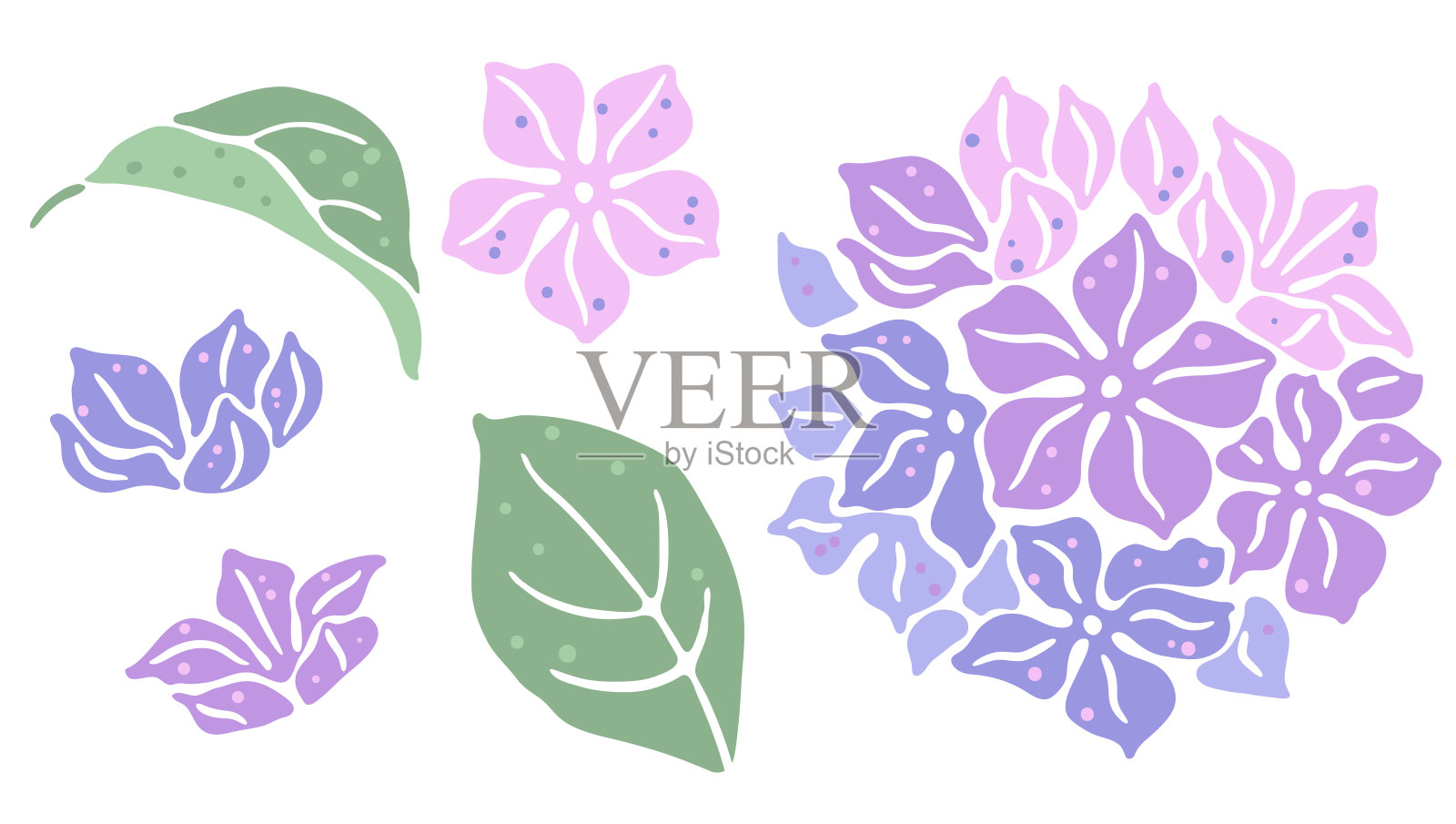 一套绣球花。美丽的装饰植物。插画图片素材