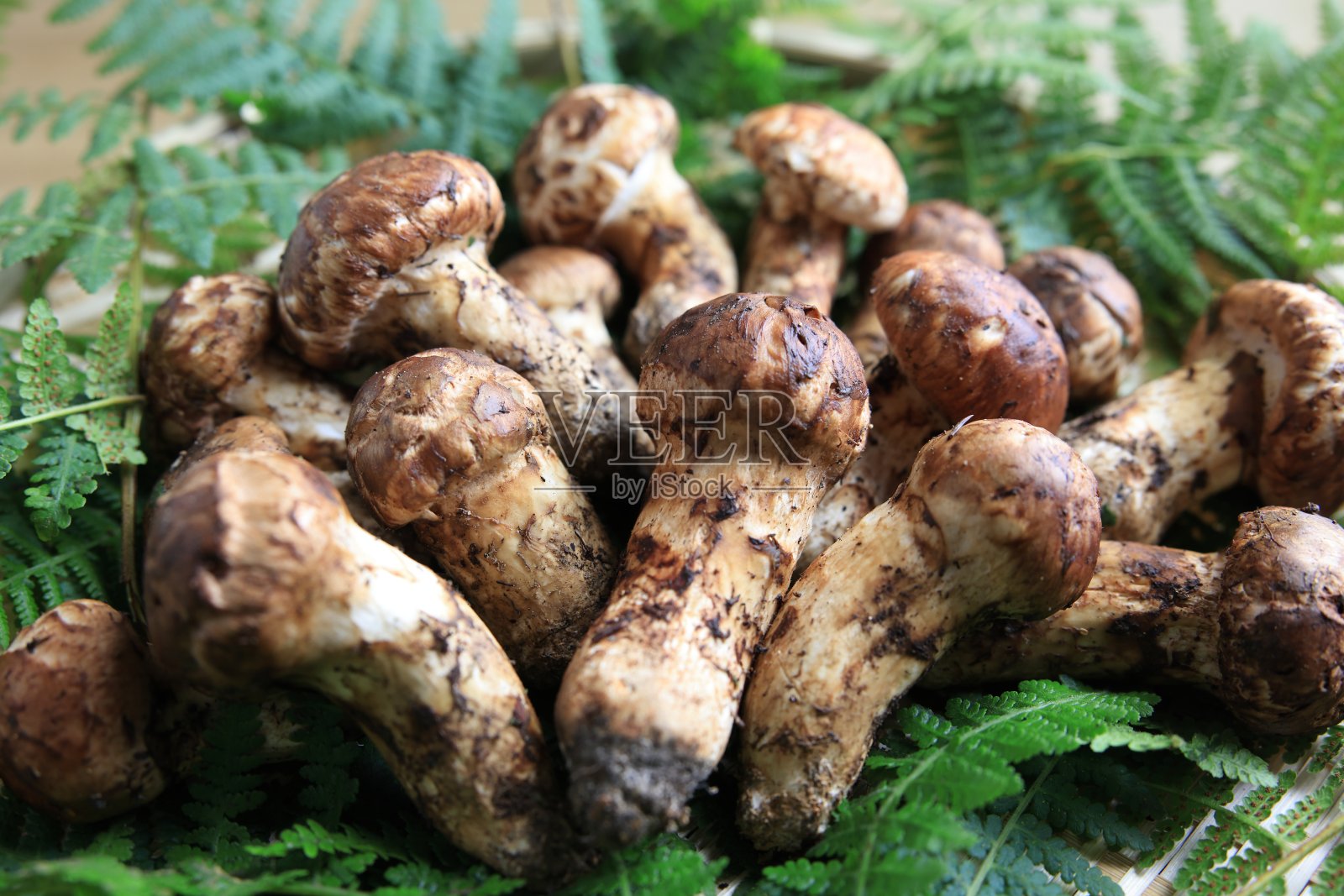 日本mushuroom即松茸照片摄影图片