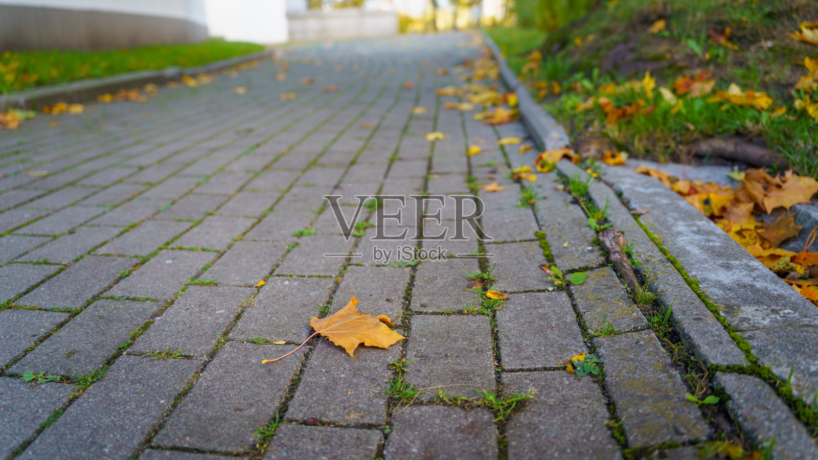 公园人行道上飘落的黄叶照片摄影图片