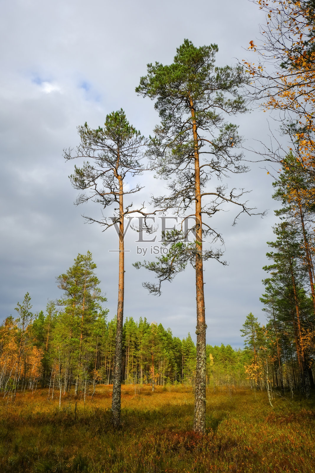 高的松树。北部森林。野外的风景是针叶林。在秋天卡累利阿共和国。照片摄影图片