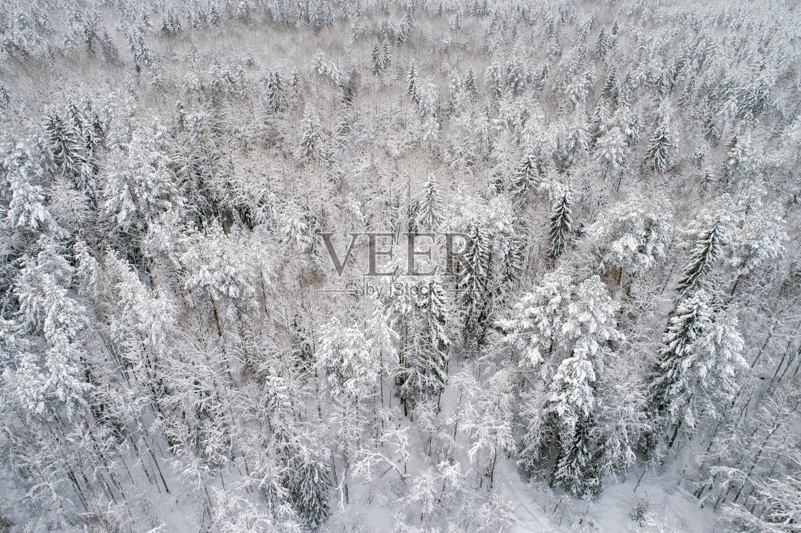 鸟瞰积雪覆盖的落叶林。冬天的风景。树顶覆盖着白雪照片摄影图片
