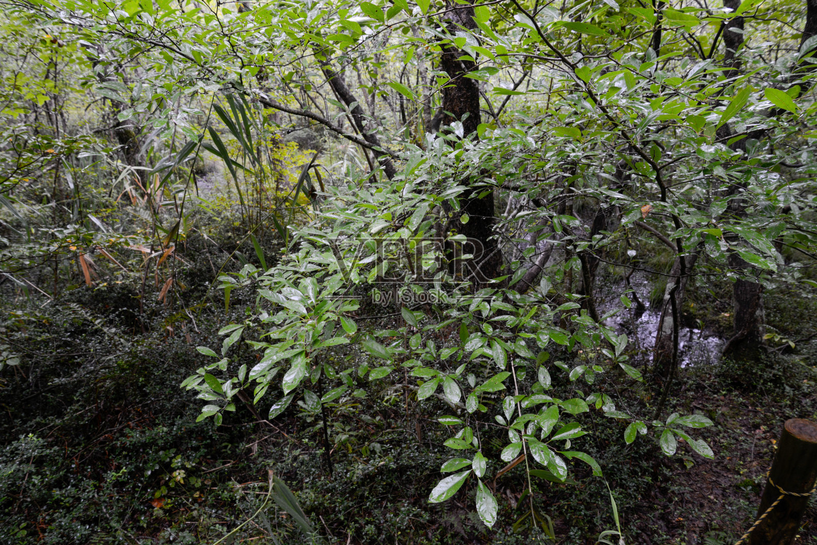 在雨中可以看到包括水原橡树在内的竹高山阔叶林照片摄影图片
