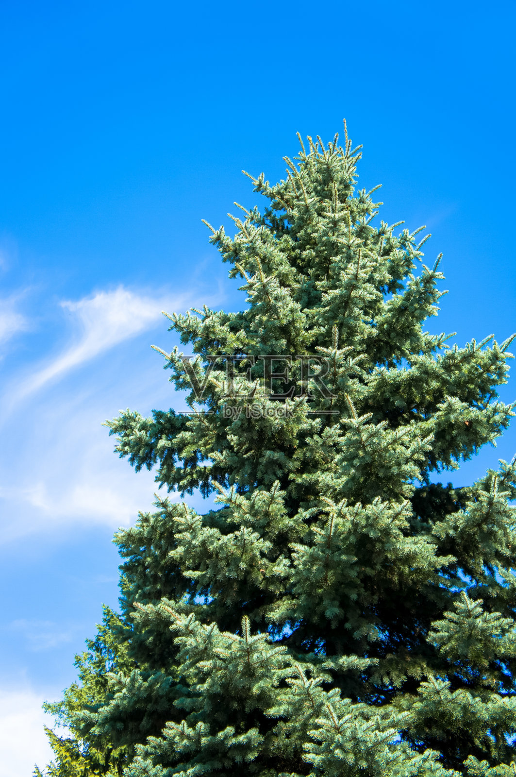 一棵松树顶在蓝天下的低角度拍摄照片摄影图片