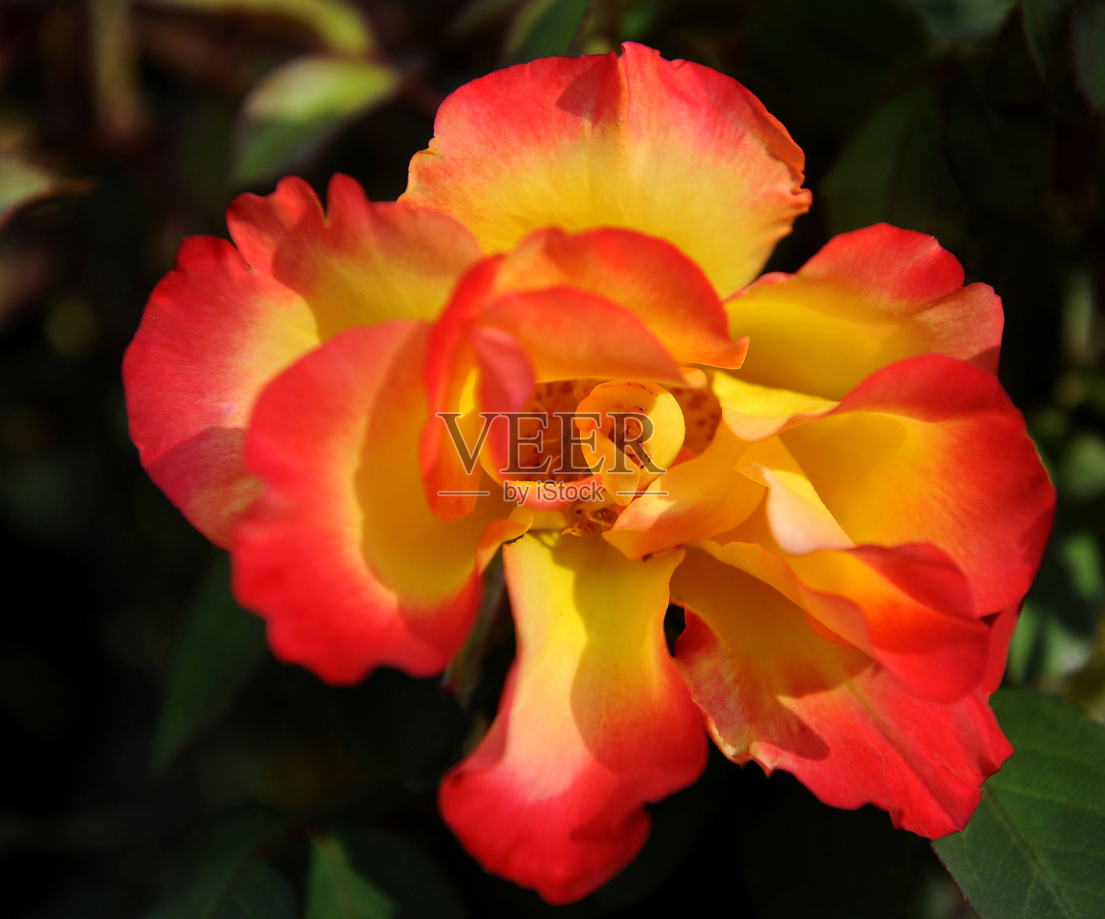 起照片摄影图片